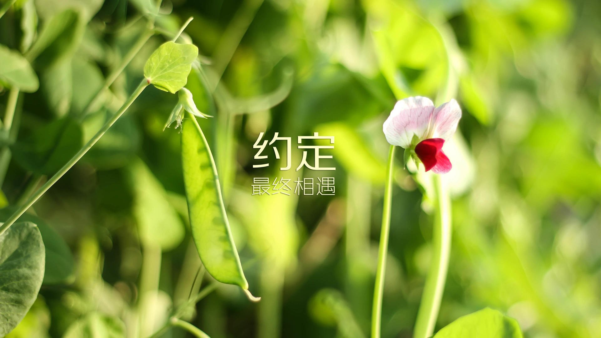 足球比赛中球员技术得到认可与称赞，足球比赛中球员技术得到认可与称赞怎么写