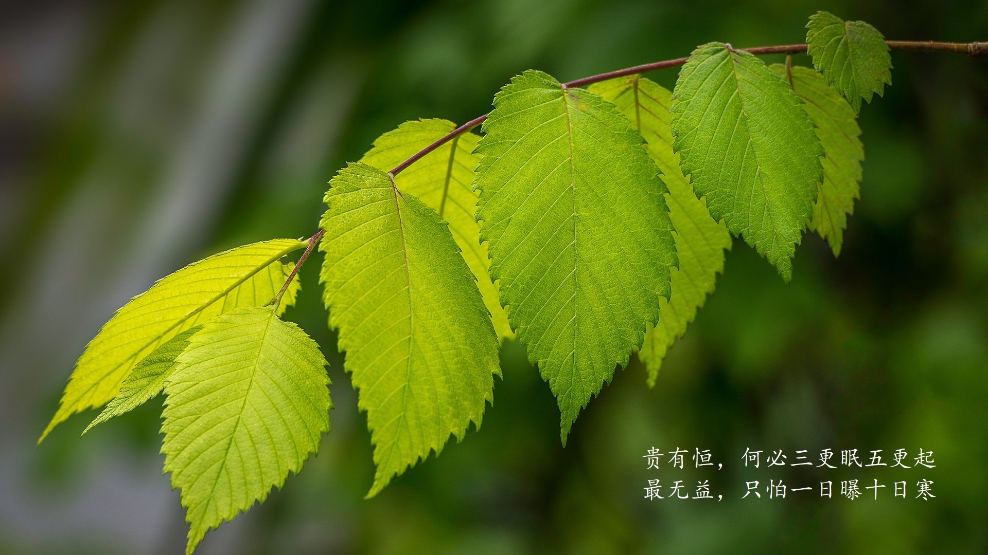 特色足球主题的场馆设计成为城市景观的重要组成部分,创意足球场馆